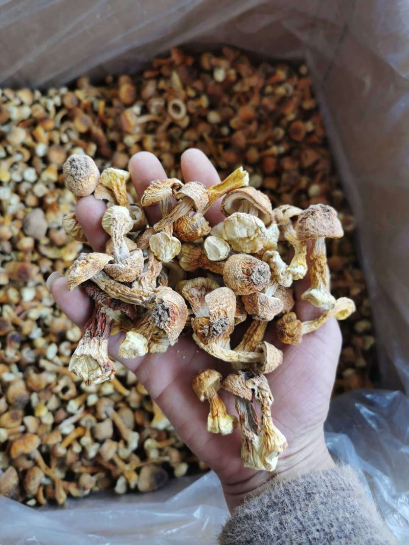 香菇木耳干货批发迎来行业春天
